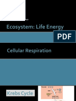 Krebs Cycle PDF