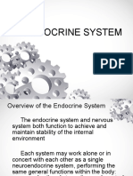 Endocrine System PDF