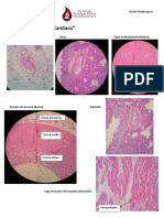 Gincana Histología