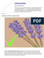 Cómo Podar y Cosechar Lavanda