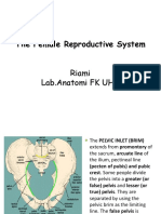 Anatomy of The Female Reproduction