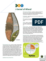 Wheat Kernel Composition