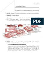 Sistema Digestivo Histo