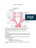 Anatomia Vascular Cerebral