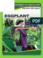 Eggplant