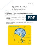 Anatomy of Spinal Cord