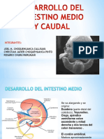 Desarrollo Del Intestino Medio y Cuadal