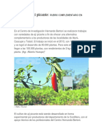 Cultivo de Ají Picante