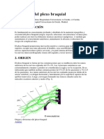 Anatomia Del Plexo Braquial