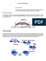 Desarrollo Embrionario