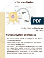 Overview of Nervous System