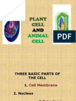 Plant Cell