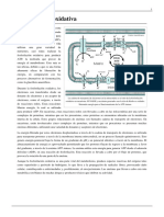 Fosforilacion Oxidativa y Cadena Respiratoria