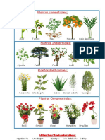 Tipos de Plantas