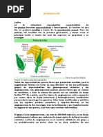 La Flor Introduccion