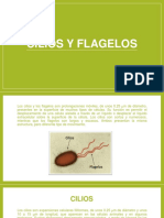 Cilios y Flagelos