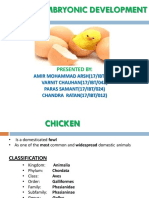 Embryonic Development of Chicken