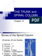 The Trunk and Spinal Column