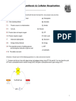 Photosynthesis CR WKS KEY 28dnwi2