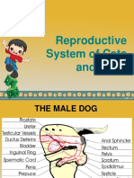 Reproductive System of Cats and Dogs