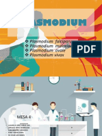 Plasmodium Pallidum Diapositivas