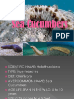 Sea Cucumbers