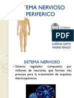 Sistema Nervioso Periferico Final