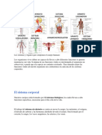 Los Sistemas y Órganos Que Componen El Cuerpo Humano