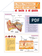 El Oído El Tacto y El Gusto para Segundo de Primaria PDF