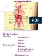 Sistema Digestorio 