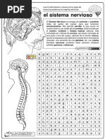 Sopa de Letras Sistema Nervioso