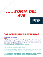 Unidad I - Anatomia Del Ave