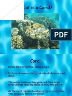 1st - What Is A Coral Reef