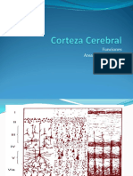 Corteza Cerebral