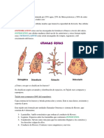 Ensayo de Biologia 2do Cuatrimestre (Huesos)