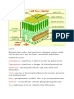 Leaves: Lower Epidermis Upper Epidermis Palisade Layer