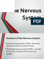 The Nervous System: April Joy A. Talas