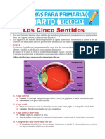 Los Cinco Sentidos para Cuarto de Primaria PDF