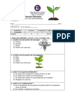 Cs Naturales 3º Básico PLANTAS FORMA A