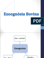 Ezoognósia Bovinos