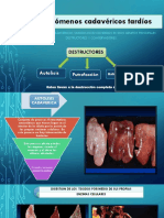 Diapositivas Fenomenos Cadavericos Tardios