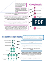 Ovogenesis y Espermatogenesis