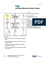 Mapping The Whole-Body Muscle Activity of Hydra Vulgaris: Article