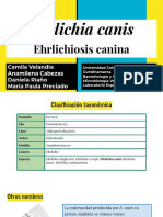 Erlichiosis Canina