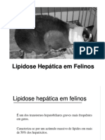 Lipidose Hepática Felina