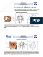 Músculos de La Mímica Facial