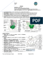 Anatomia de La Pelvis