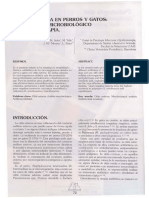 Otitis en Perros y Gatos PDF