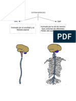 Neuroanatomía y Áreas de Brodmann