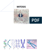 Calse 11-12 Mitosis y Meiosis